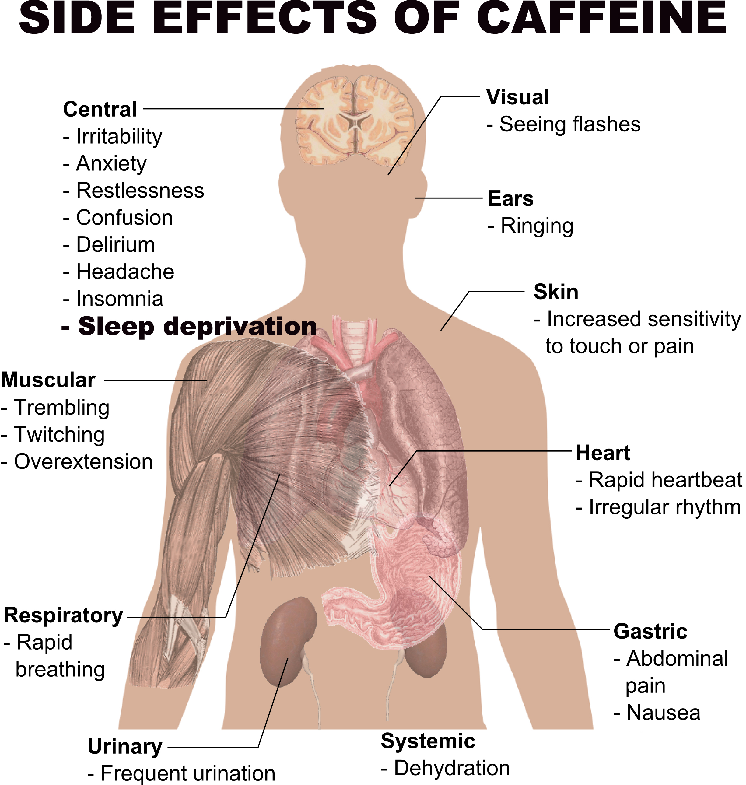 How Long Does it Take for Caffeine to Wear Off?