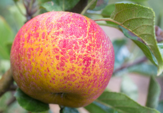 2014-11-25-Farm2table21.jpg