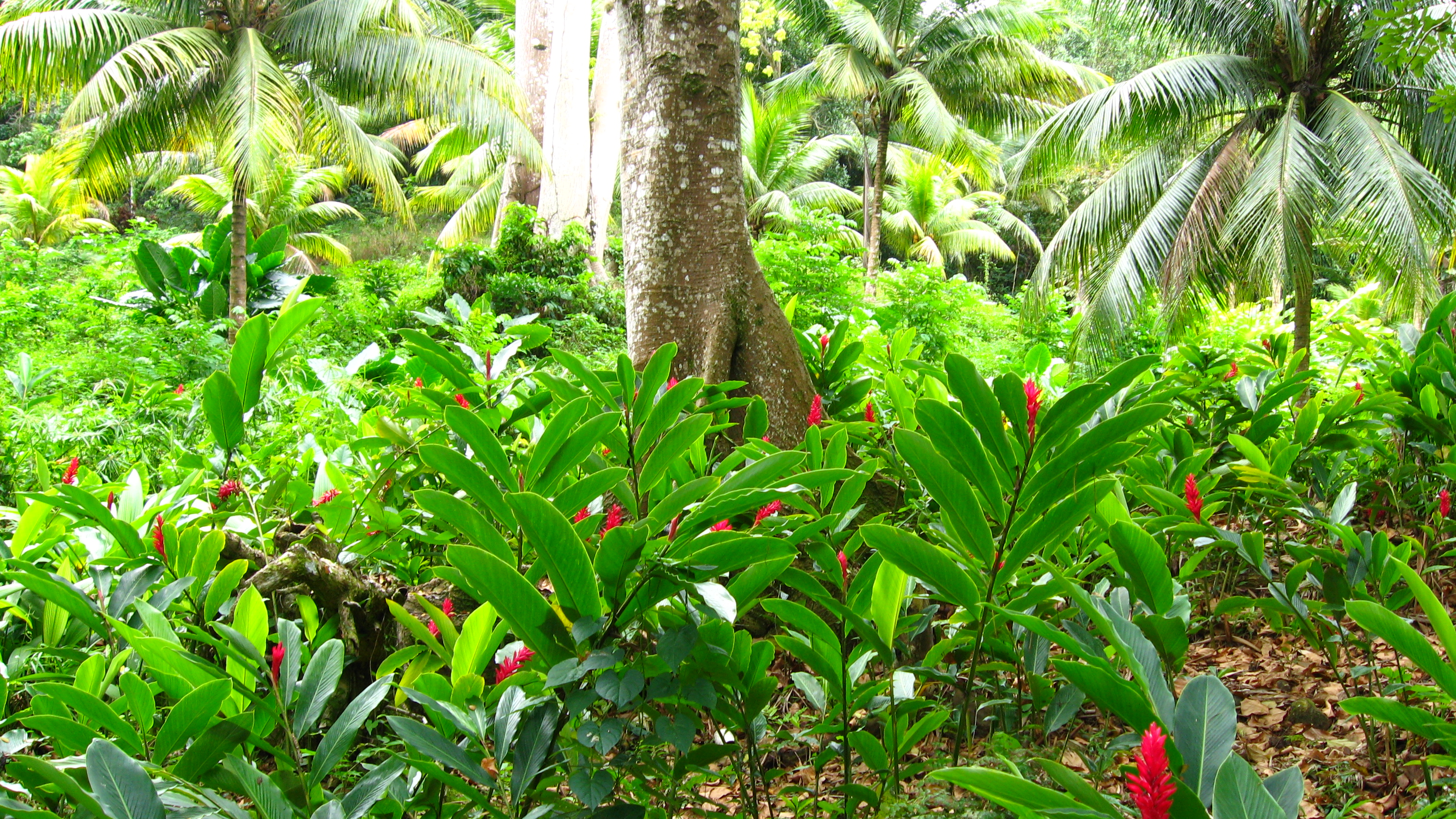 What Type Of Vegetation Is Commonly Found In Tropical Rainforests