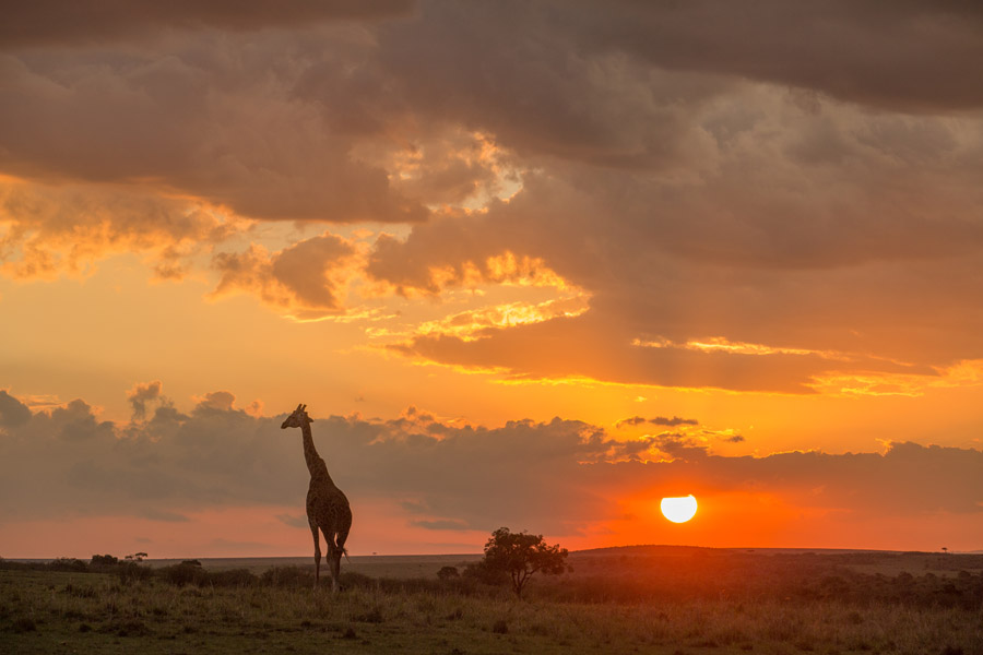 2014-12-02-jonaspeterson_masaimara007.jpg