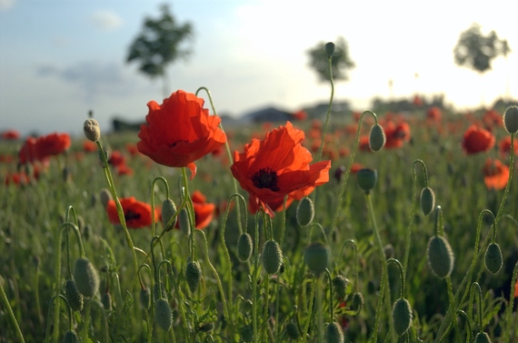 2014-12-03-Poppies_Field_in_Flanders.jpg