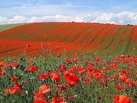 2014-12-03-PoppiesinBelgianfield.jpg