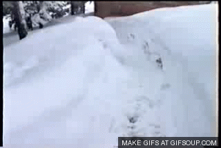 2014-12-05-DogSnow.gif