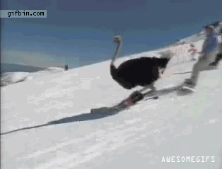 2014-12-05-Skiing.gif