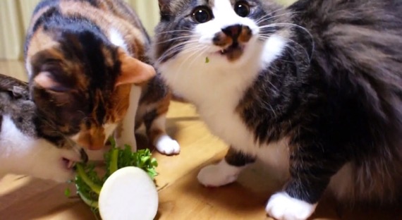 daikoncat01