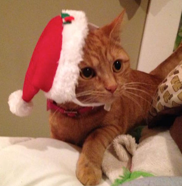 The Christmas Cat That Worked Better Than Xanax HuffPost