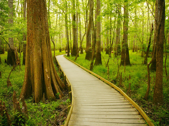 2015-01-29-754bfdacdf026e0d339fb6d7a_congareenationalparksouthcarolina.jpg