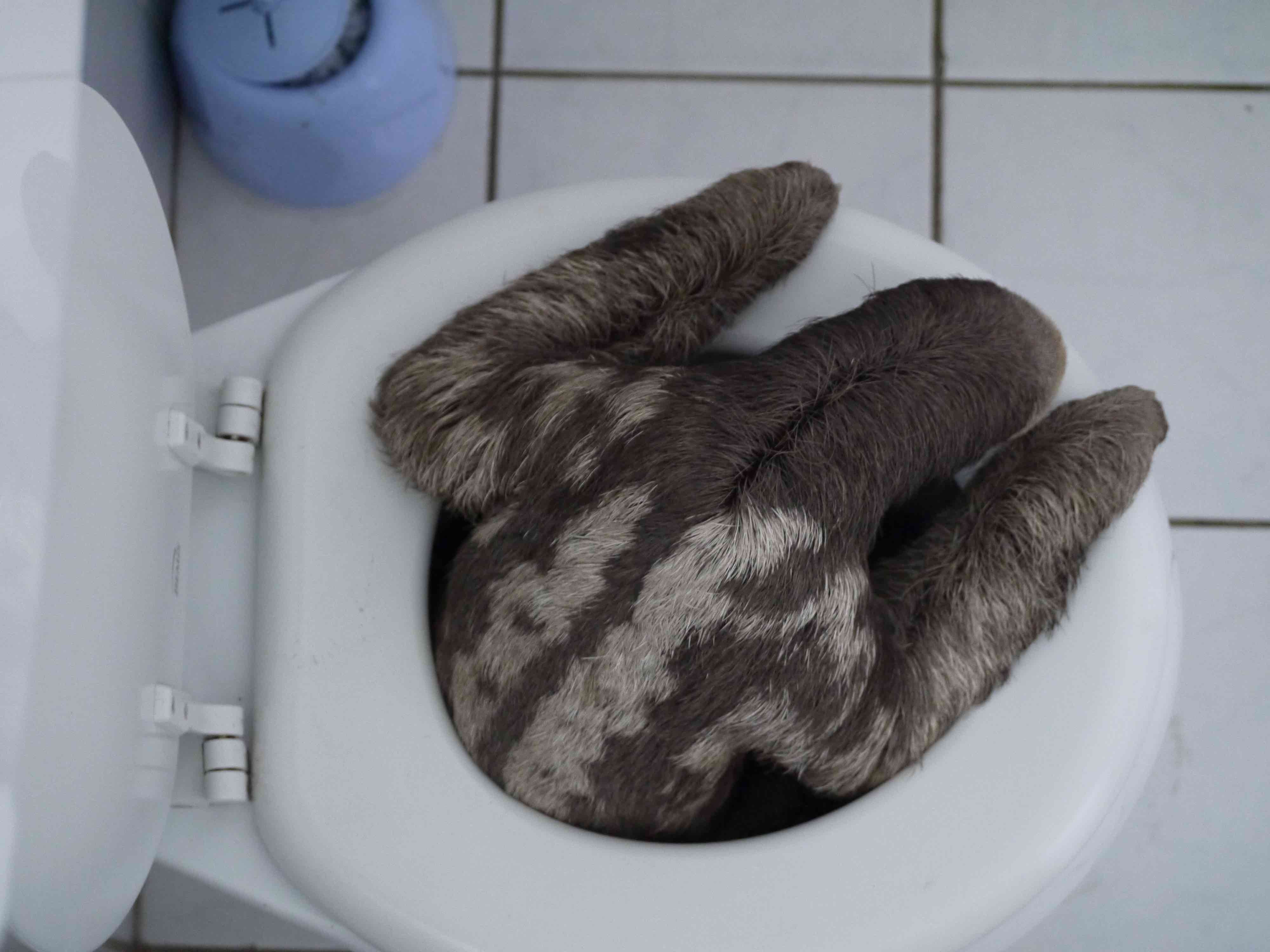 extraordinatory-photos-and-story-of-potty-trained-sloth-huffpost