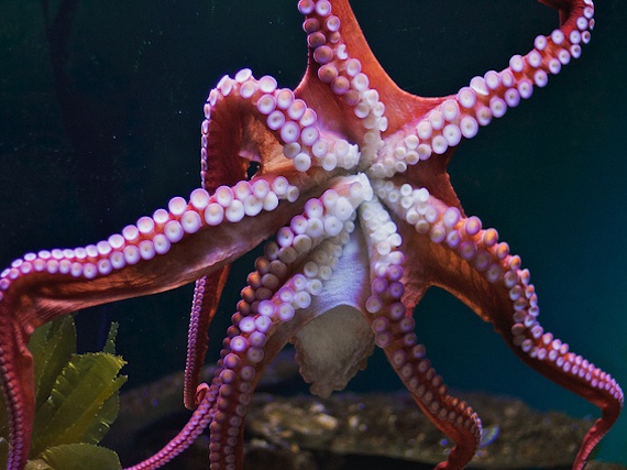 Watch Octopuses Meet For Blind Date Tricky Sex Huffpost