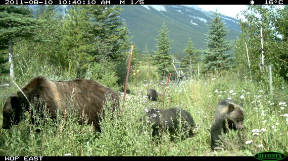 2015-03-02-TCW_1.4_Grizzly_Bear_andCubs_Using_Overpass.jpg