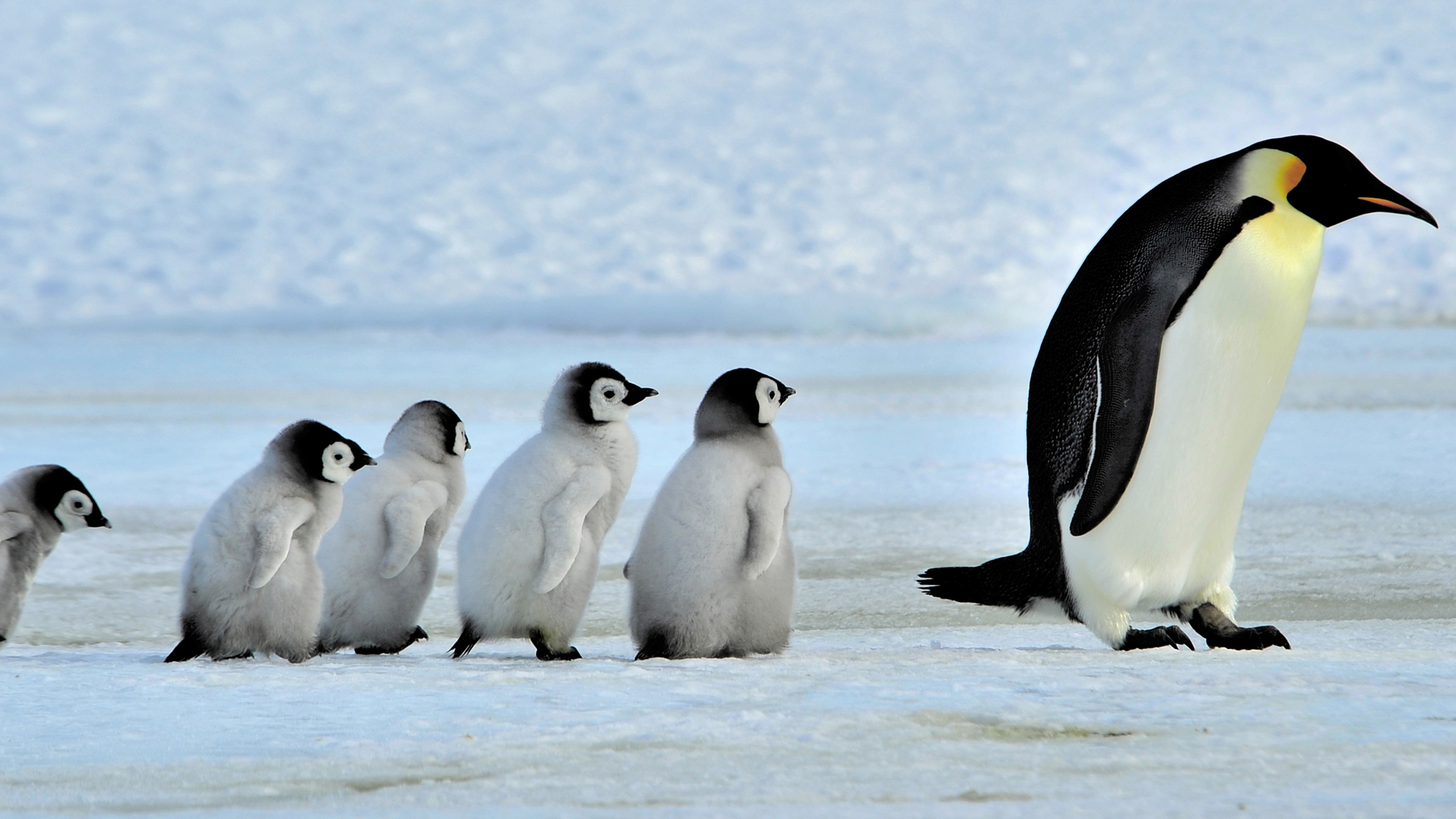 Do penguins migrate?
