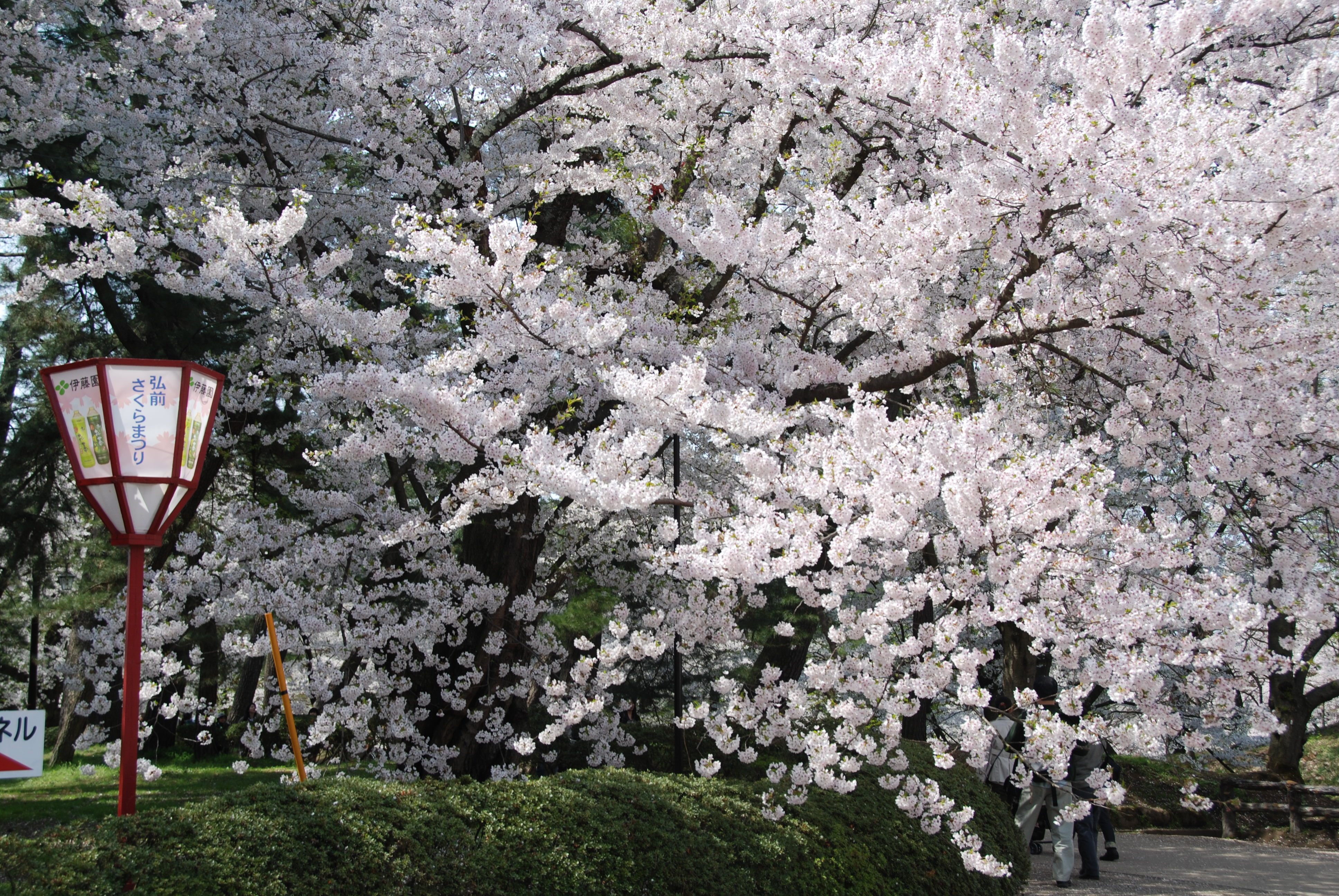 Cherry Blossom Tourism Makes Japan's Economy Bloom HuffPost