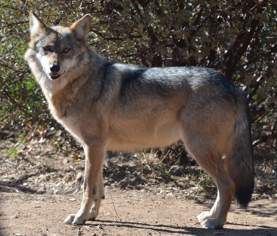 2015-03-25-1427249985-4434511-TCW_5.2_Eisenberg_Mexican_Gray_Wolf.jpg