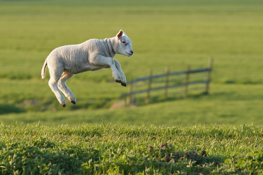 Amazing Levitating Lambs HuffPost