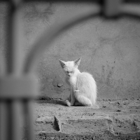 2015-03-25-1427287849-2000993-7.CatMorocco2013.jpg