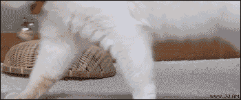 2015-04-05-1428276195-4546337-GATO.gif