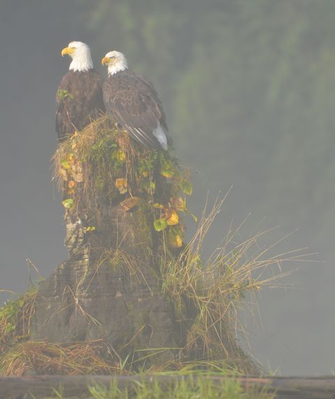 2015-04-07-1428366690-9202606-Eagles_Mist.jpg