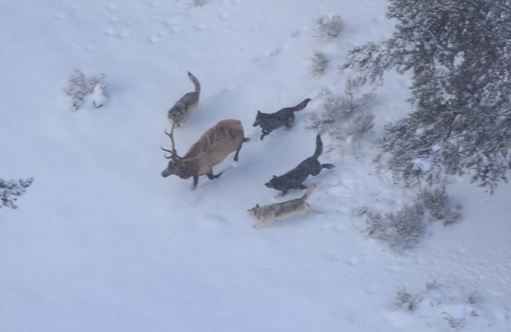 2015-04-07-1428367422-4241970-Wolves_Hunting_Yellowstone.jpg