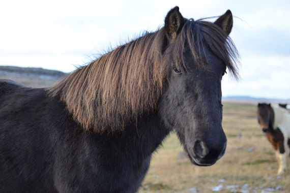 2015-04-08-1428507814-3491880-IcelandichorseRichspiritanimal.jpg