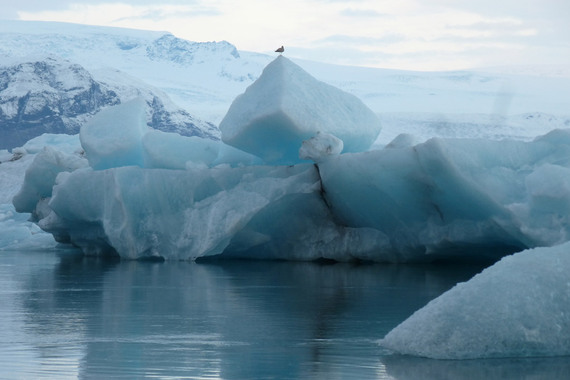 2015-04-08-1428508270-1869132-BirdonicebergJokulsarloniceland.jpg