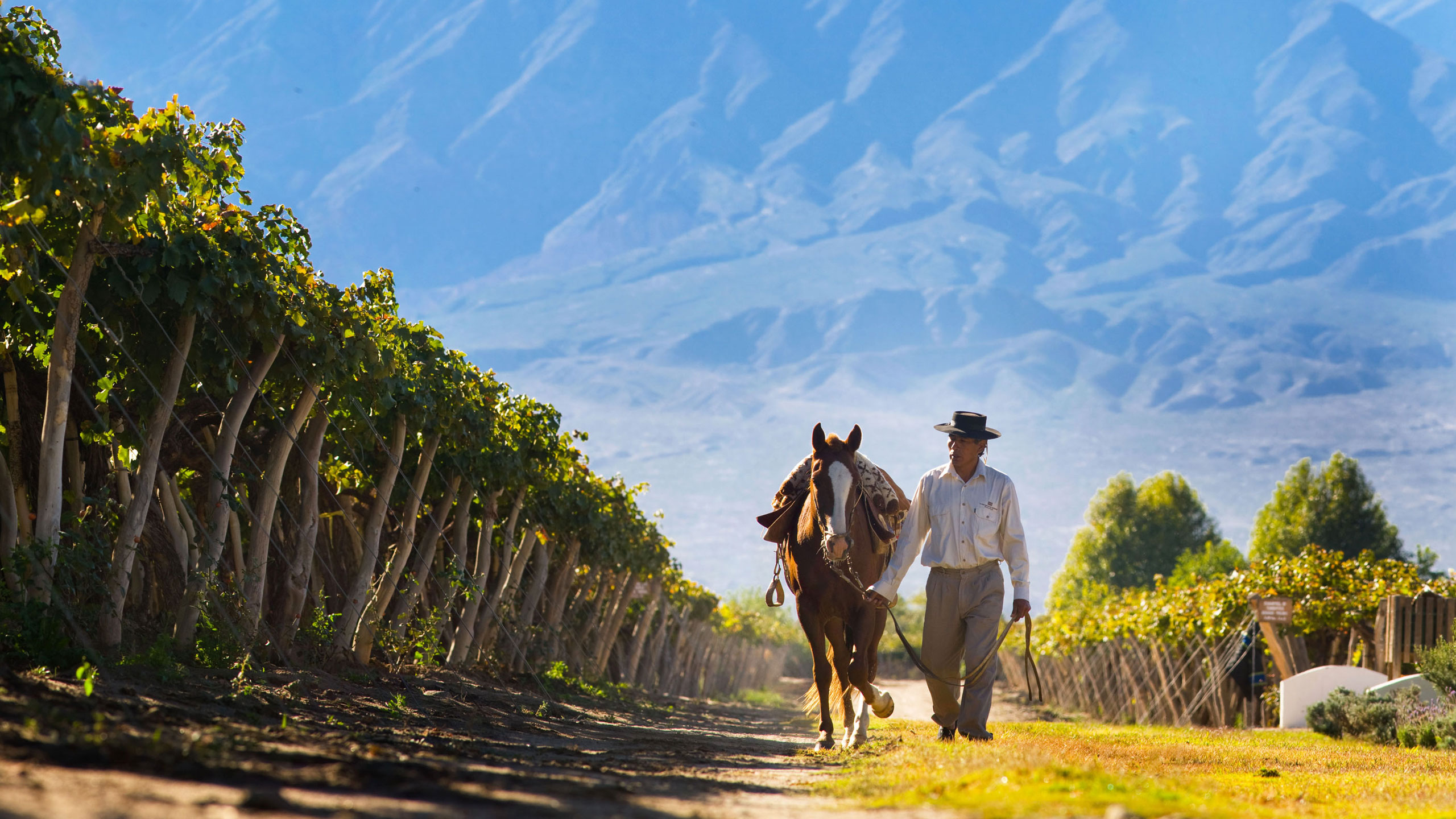 Neuquén, Patagonia, Andes, Wine Region