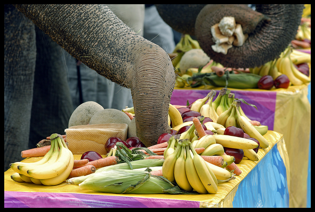 Feeding the Elephant: How to Maintain Your Motivation to Give | HuffPost