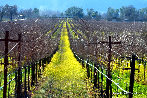 Top 42 things to do and attractions in Napa