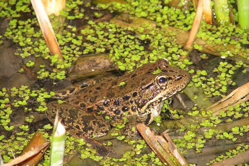 2015-06-19-1434730803-1955365-rsz_frog.jpg