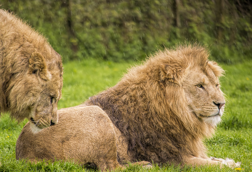 hooray-for-gay-animals-9-species-that-are-also-celebrating-huffpost