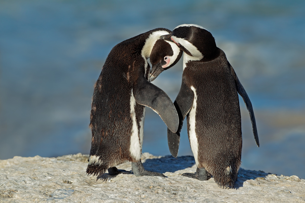 hooray-for-gay-animals-9-species-that-are-also-celebrating-huffpost