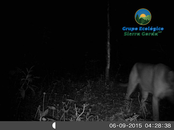 2015-07-03-1435942450-9387443-puma1.jpg