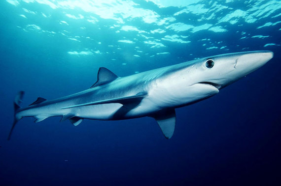 how-do-sharks-sleep-do-they-dream-huffpost