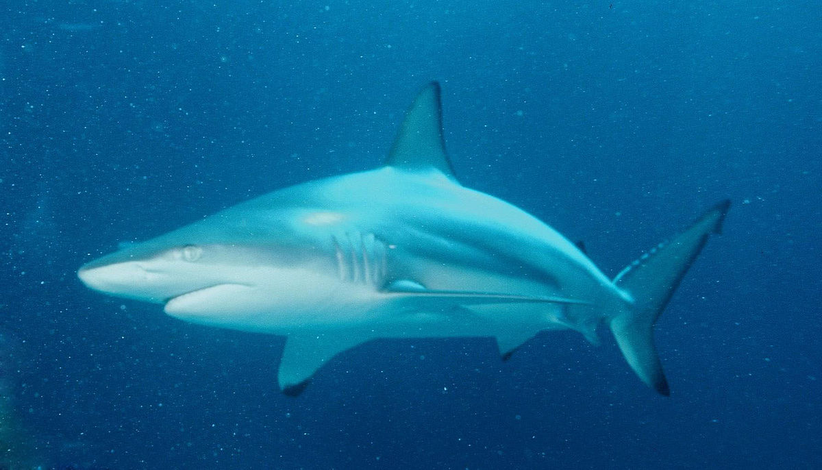 Bull Shark, Hungry Shark Wiki