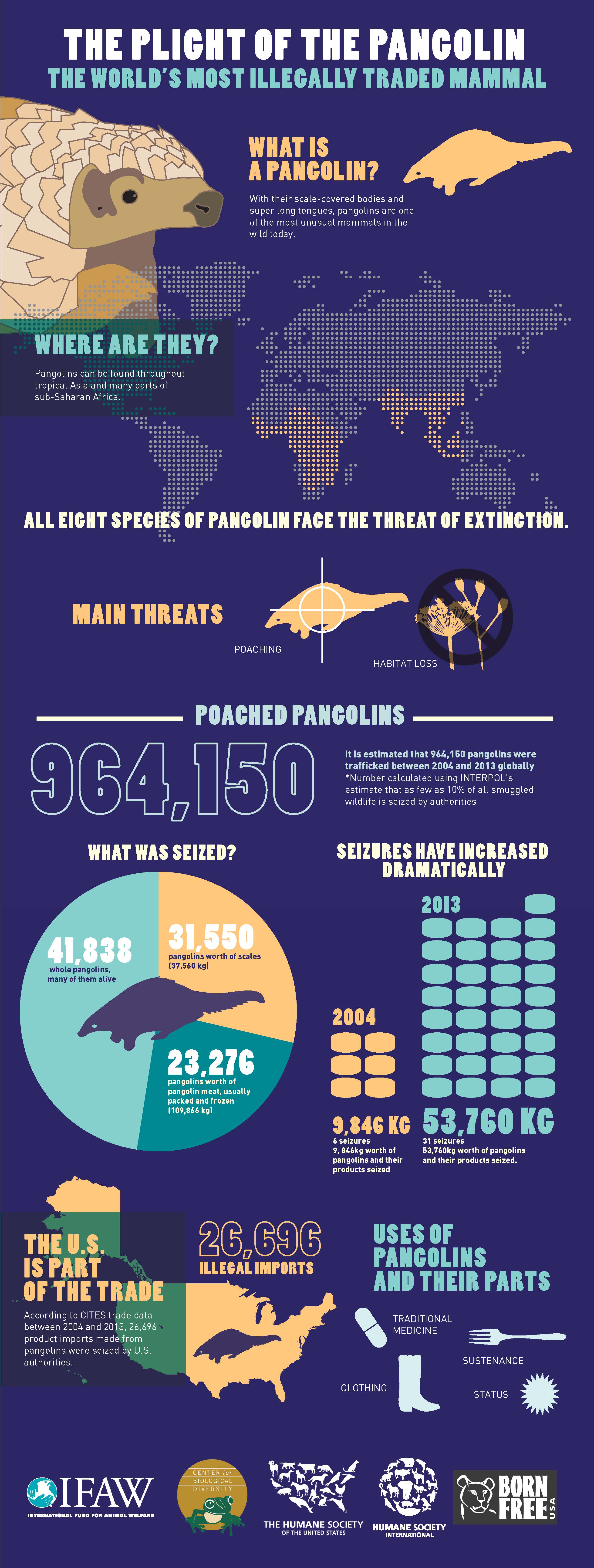 Pangolins in Peril: The Most Illegally Trafficked Mammal (You've Never Heard of) Needs ...2552 x 6736