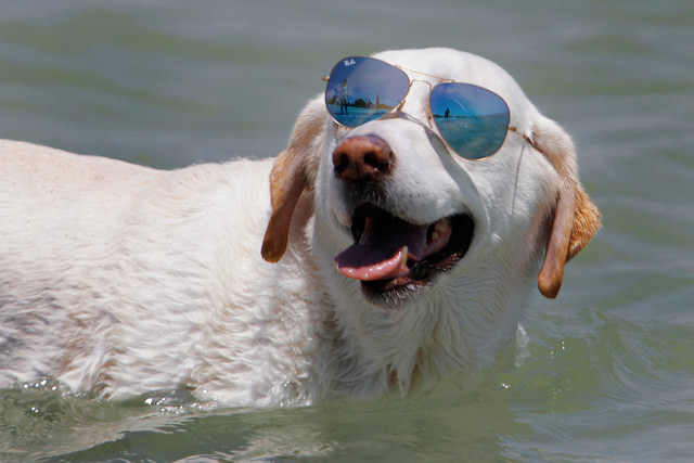 A dog in water wearing sun glasses