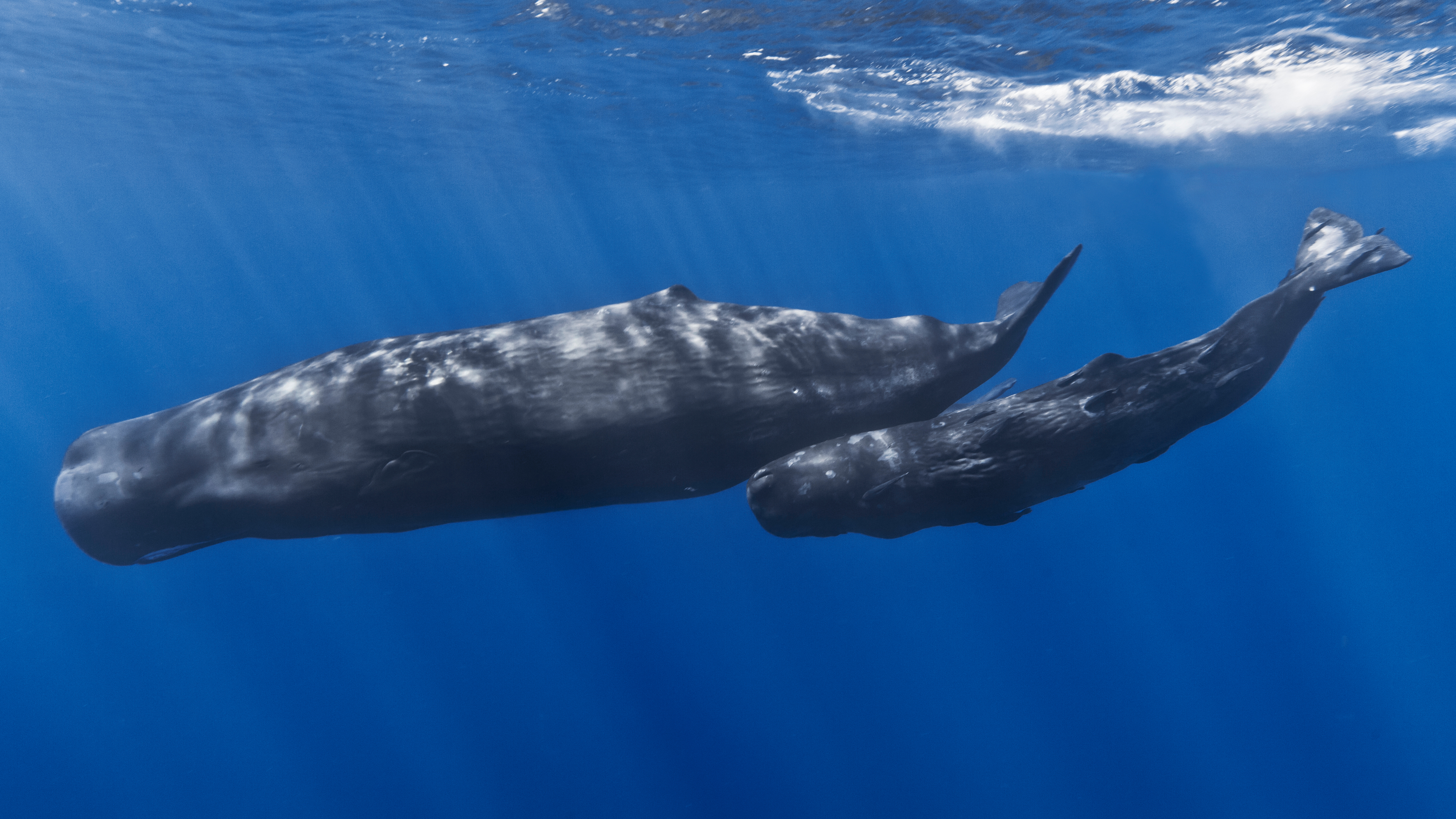 Whale sleep how Researchers sneak