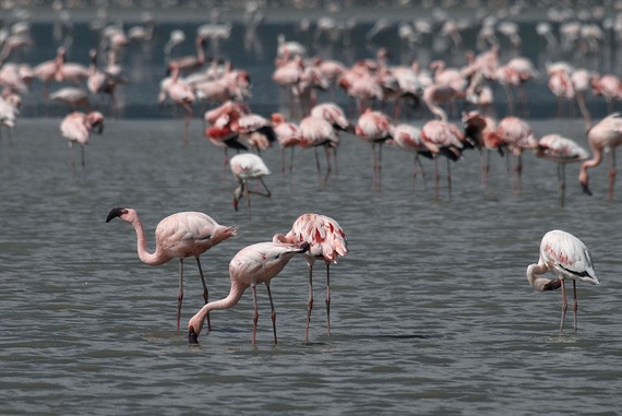 2015-08-06-1438900992-4783622-BIRDS.jpg