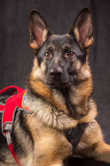 What's the Harm in Faking a Service Dog?  