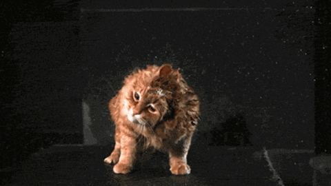 2015-08-16-1439720756-6345866-gatosecandoselasgotasdeagua.gif