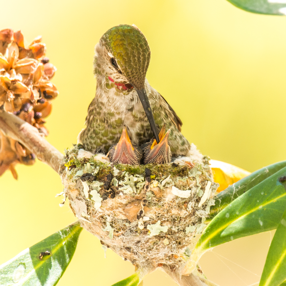All 94+ Images show me a picture of a hummingbird nest Updated