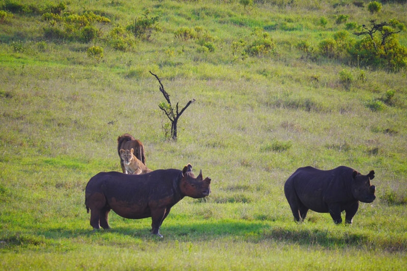 12 Of The Best Places To See Rhinos In Kenya HuffPost Life