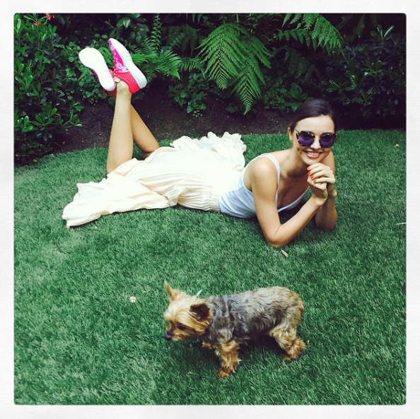 The Most Fashionable Dogs Of Instagram HuffPost