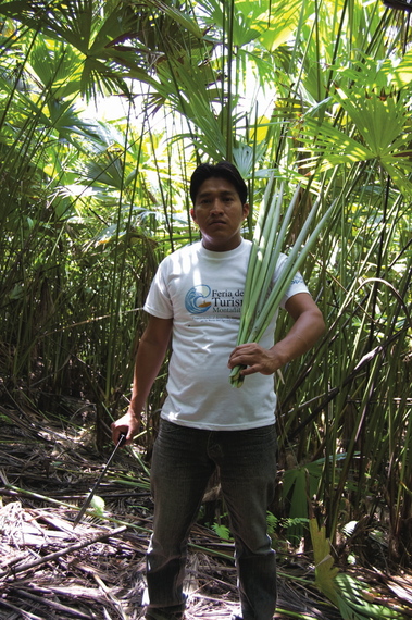 2015-09-15-1442312919-5626489-toquilla_harvester.jpg