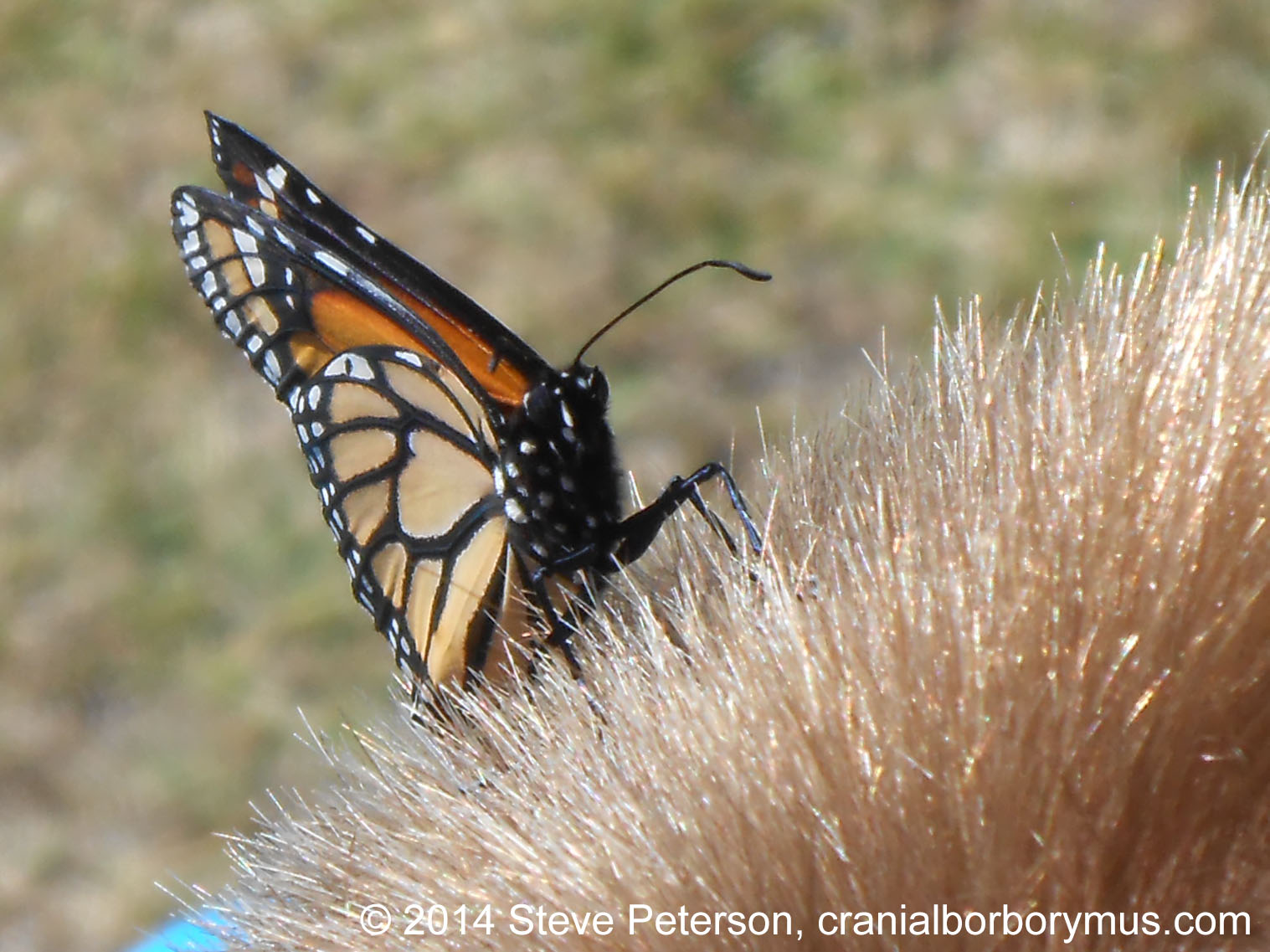 Could The Monarch Butterfly Go Extinct In Our Lifetime? HuffPost