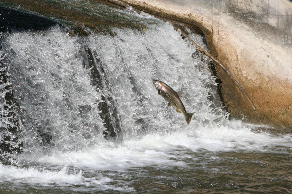 2015-09-22-1442956258-2019558-SalmonTour2OwenSoundTourism1.jpg
