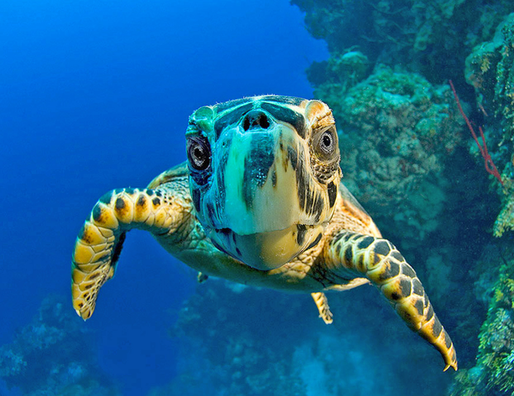 Cayman Islands Will They Pave Paradise HuffPost