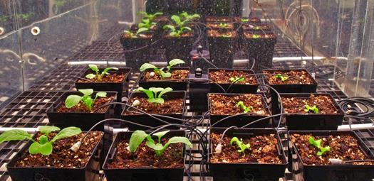 There are many challenges and many benefits of growing food on Mars ...