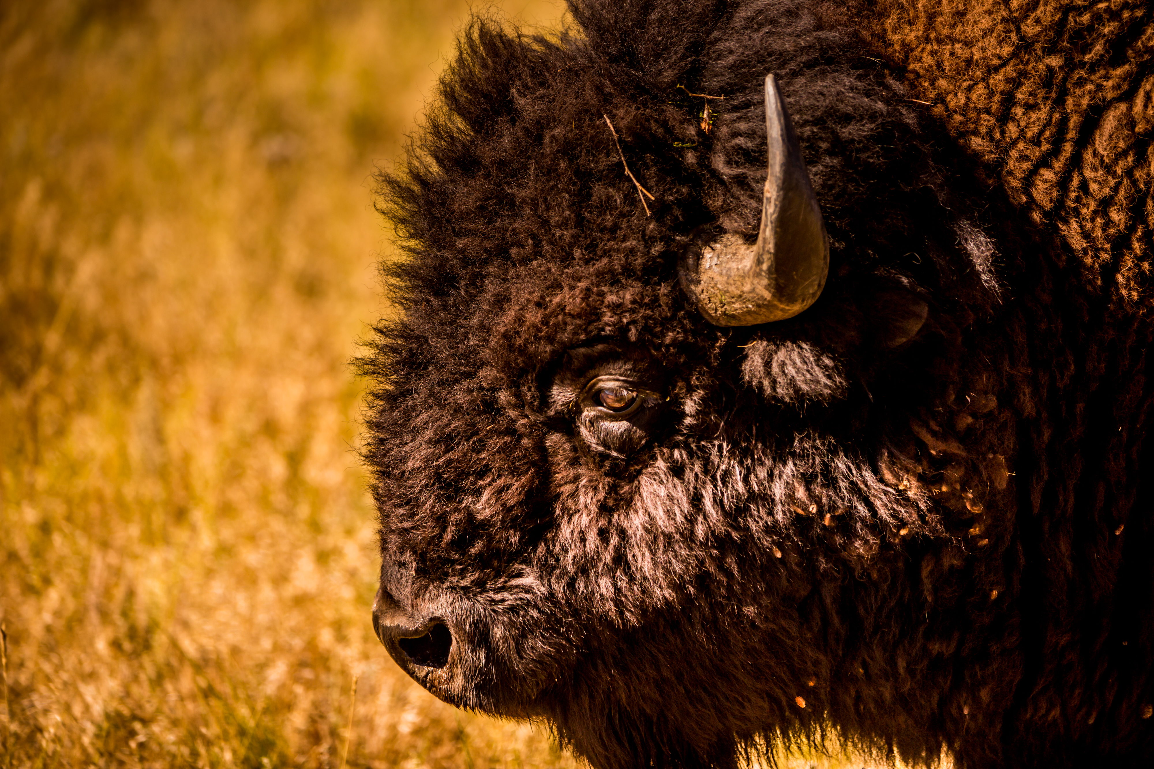 All-American Safari -- The Buffalo Round Up in South Dakota | HuffPost Life