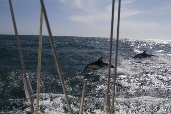 2015-10-08-1444338379-9216695-BRASILPOSTGolfinhosNavegadaMardelPlataaPuertoDeseado.jpg