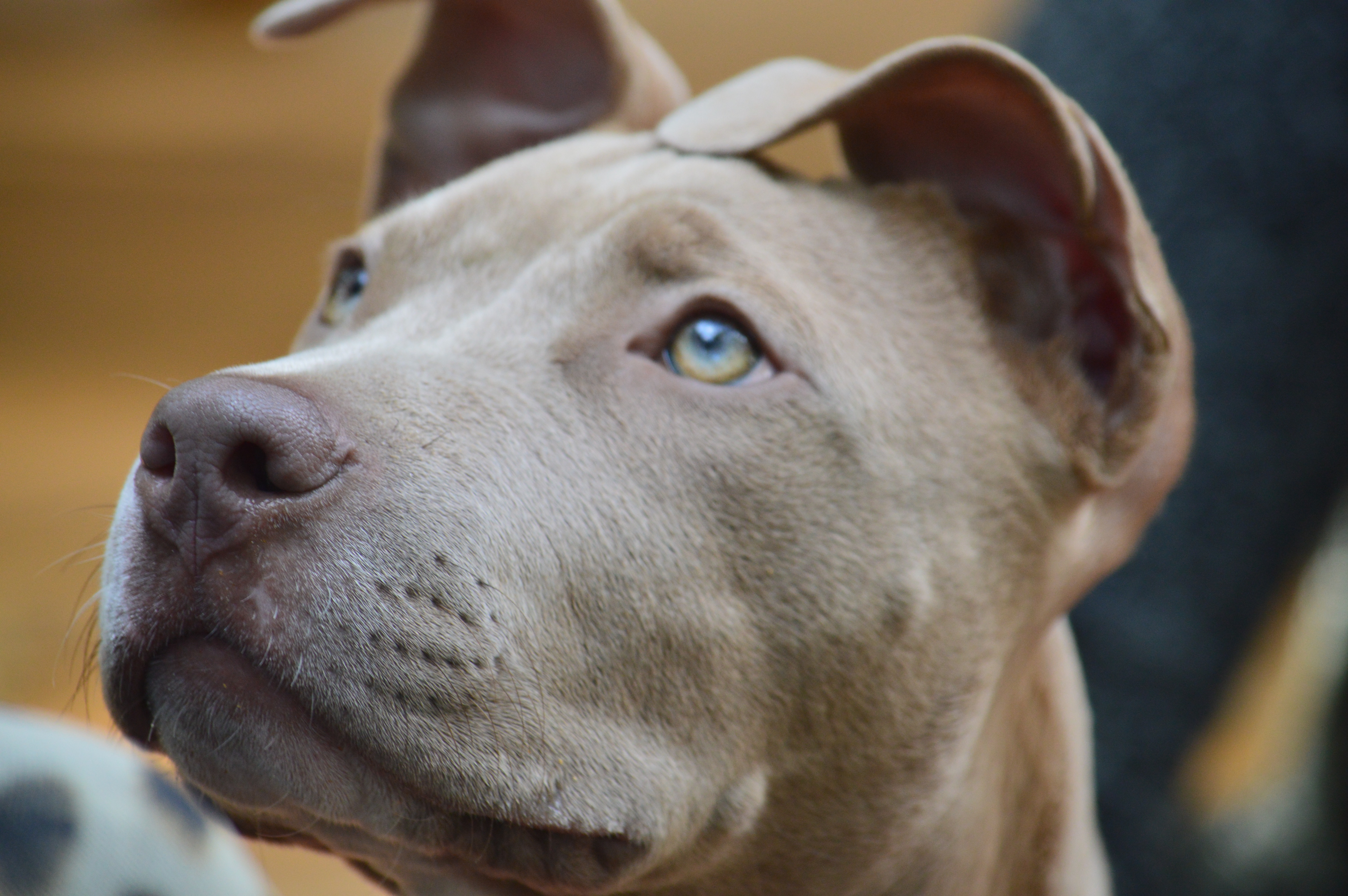 are pitbulls good with kids